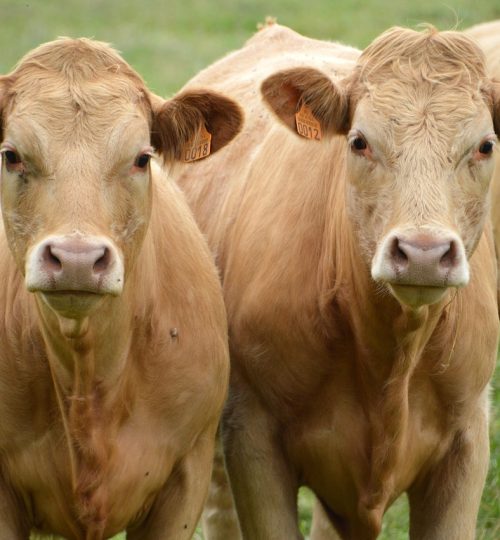 cows, cattle, animal, mammal, cow brown, breeding, nature, farm, farmer, breeder, beef breed