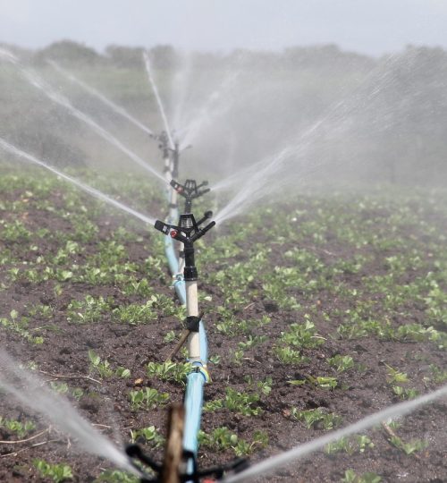 irrigation, agriculture, sprinkle, peanut, water, nature, itabaiana, sergipe