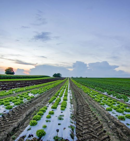 Wide view of farmland with rows of crops under a colorful sunset sky.