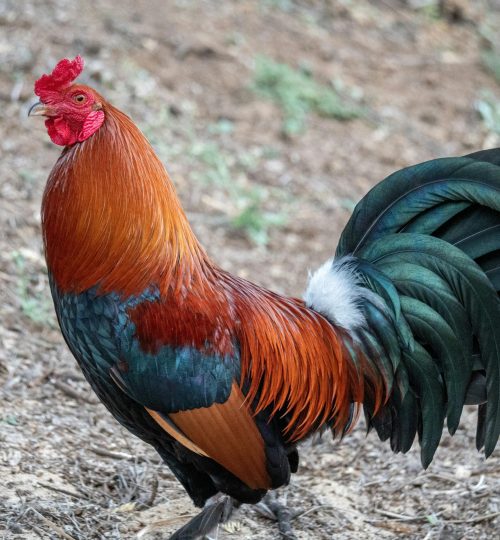 A vibrant rooster showcasing its colorful plumage while standing on a rural farm ground.