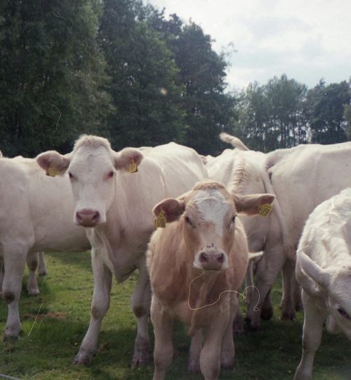Herd of domestic cows standing on grassy meadow in countryside area with trees