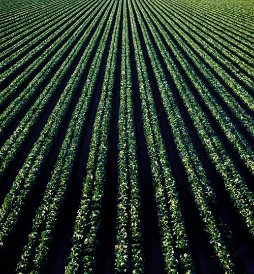 Aerial perspective of lush croplands in Santa Maria, California.